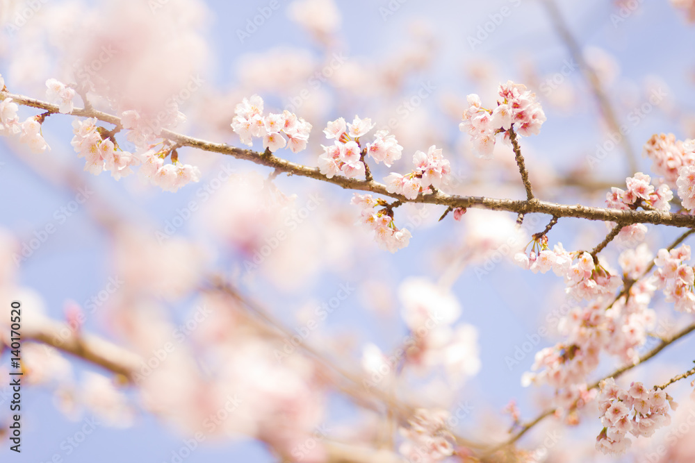 桜　クローズアップ