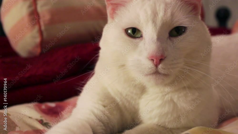 Portrait of fluffy cat on bed Portrait of fluffy cat on bed
