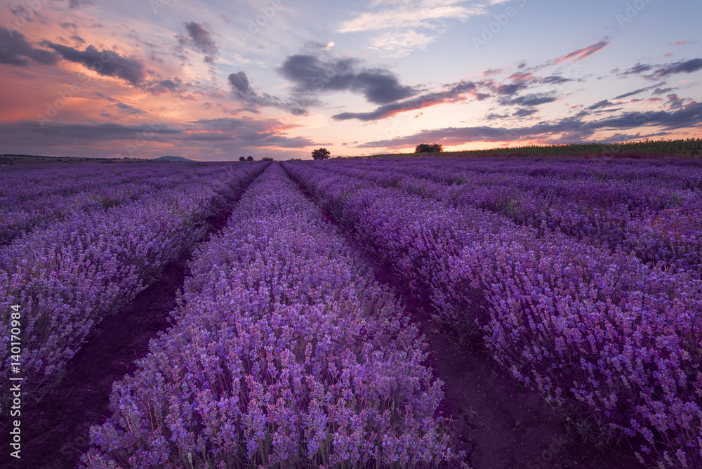 Fototapeta premium Pola lawendy. Piękny obraz pola lawendy. Letni zachód słońca, kontrastowe kolory. Ciemne chmury, dramatyczny zachód słońca.