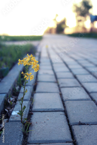 small flower growing through the paving stone at sunset