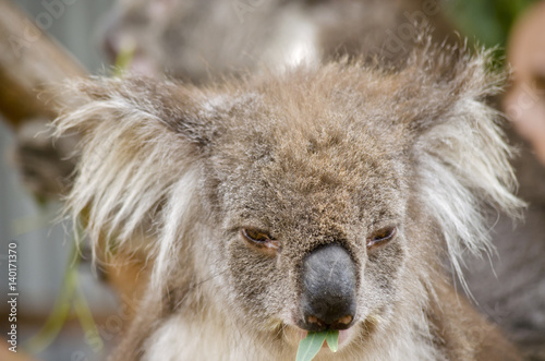 Canvas Print Australian koala