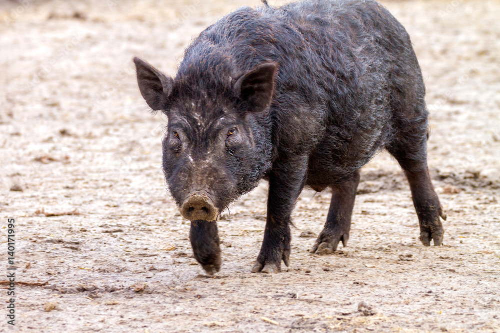 mammal pet pig in a black enclosure