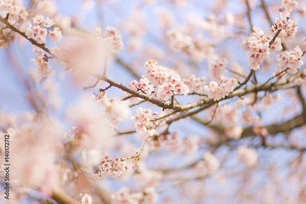 桜　クローズアップ