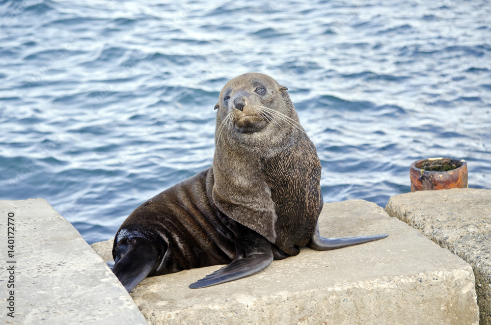 Fototapeta premium Australian fur seal