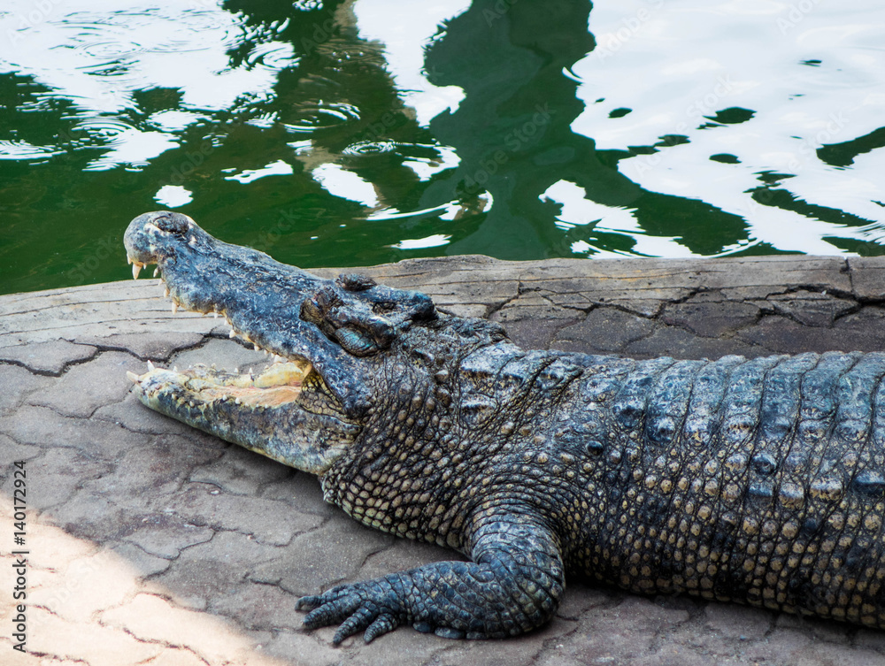 Fototapeta premium Crocodile saltwater Thailand zoo