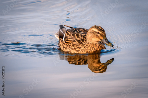 Foto Water bird