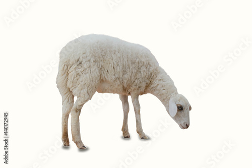 a sheep