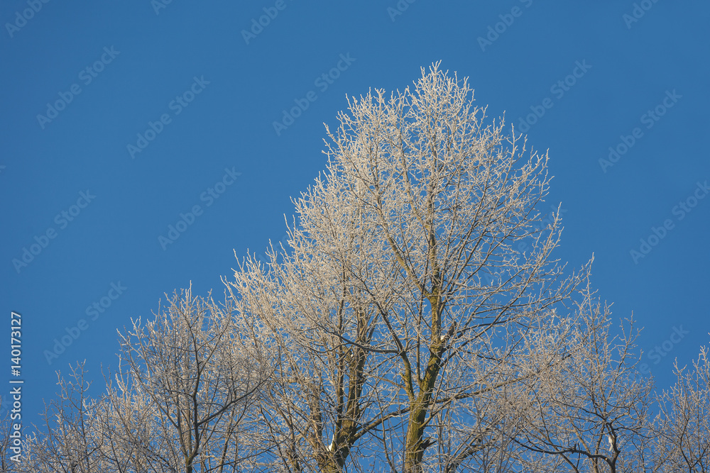 Winter Wonderland in the morning Winter Wonderland in the morning