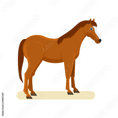 Brown horse isolated on white background.