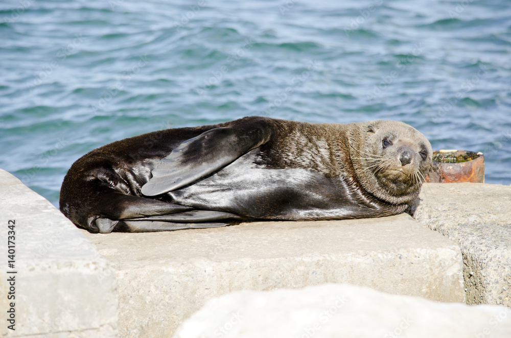 Fototapeta premium Australian fur seal