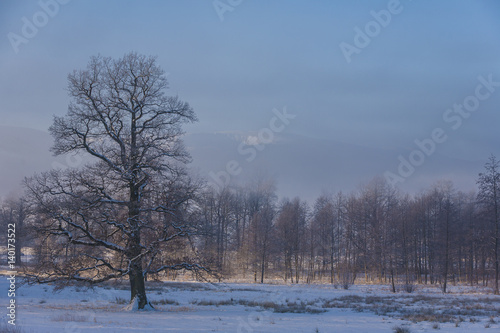Winter Wonderland in the morning