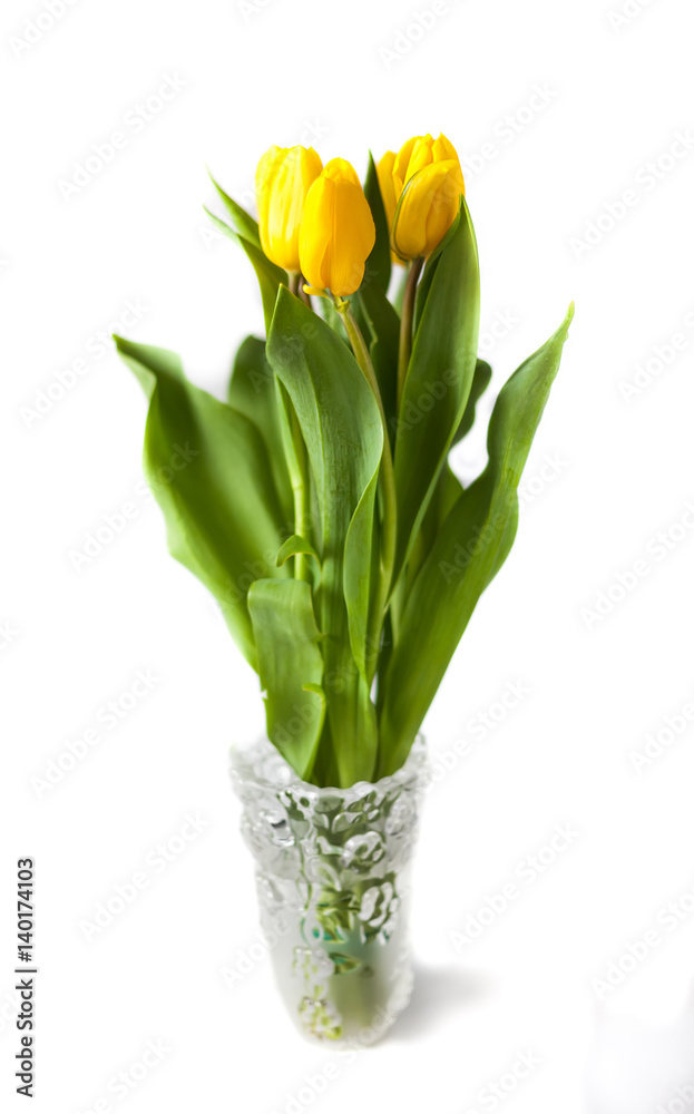 Yellow tulips (Tulipa fosteriana) in a vase Yellow tulips (Tulipa fosteriana) in a vase