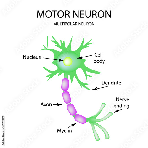 The structure of the motor neuron. Infographics. Vector illustration on isolated background