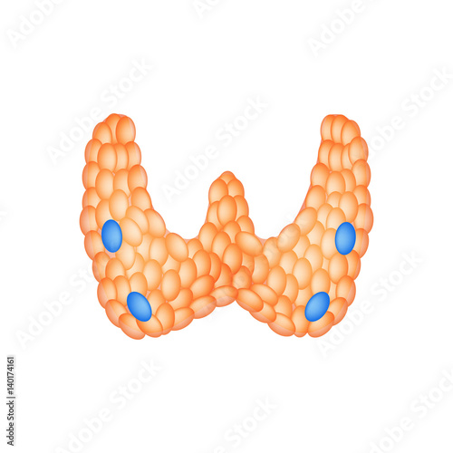 Anatomical structure of the thyroid and parathyroid gland. Infographics. Vector illustration on isolated background