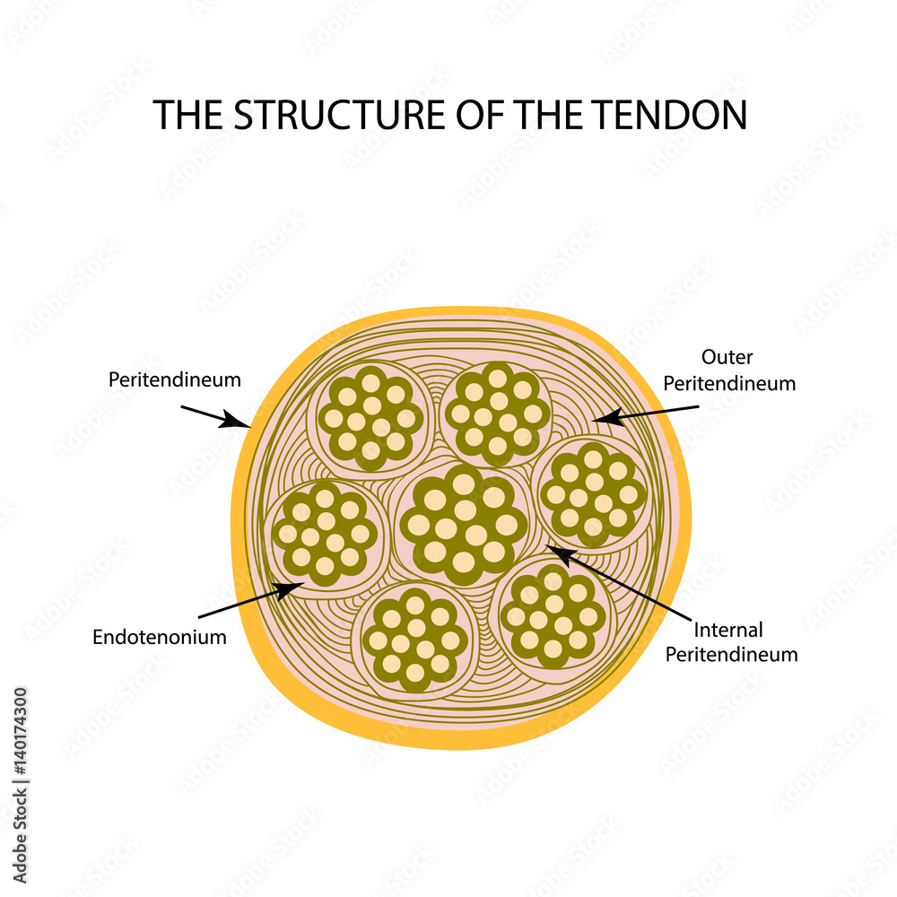 Structure of tendon. Infographics. Vector illustration on isolated ... Biology Diagrams