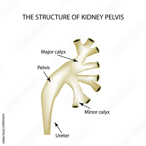 Structure of the renal pelvis. Infographics Vector illustration on isolated background