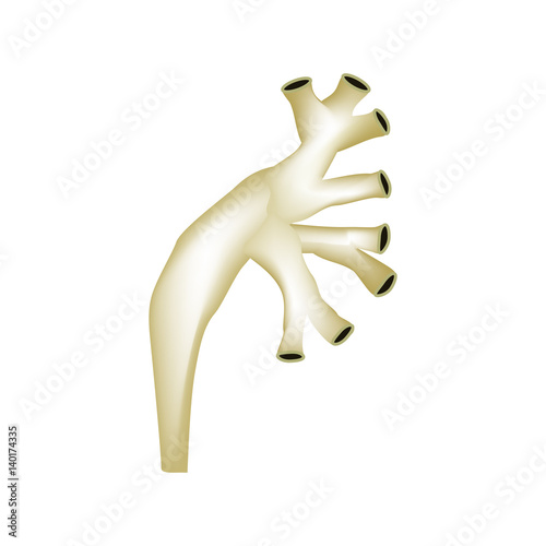 Structure of the renal pelvis. Infographics Vector illustration on isolated background