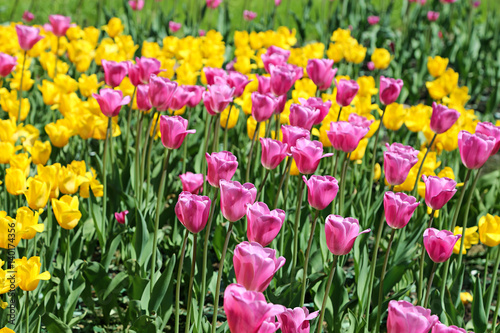 Beautiful bright colorful tulips