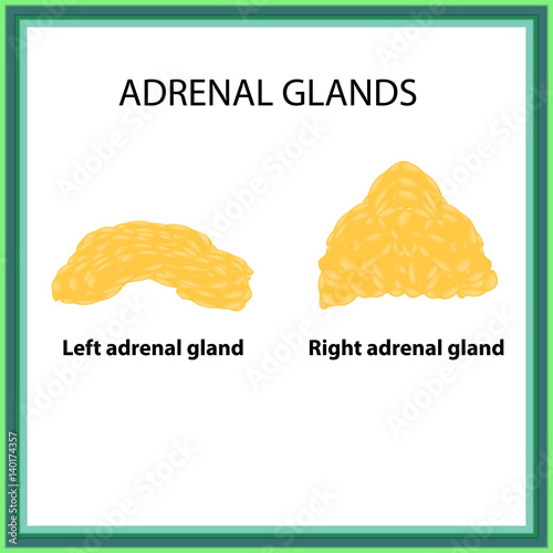 The left and right adrenal gland. Infographics. Vector illustration on isolated background photo