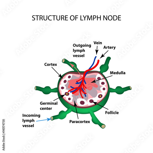 The anatomical structure of the lymph node. Infographics. Vector illustration on isolated background