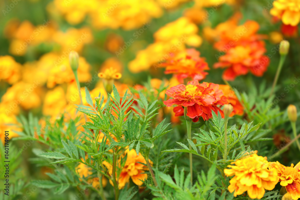 Beautiful flowers growing on green meadow Beautiful flowers growing on green meadow