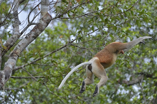Jumping on a tree Proboscis Monkey  in the wild green rainforest on Borneo Island. The proboscis monkey (Nasalis larvatus) or long-nosed monkey, known as the bekantan in Indonesia © Uryadnikov Sergey