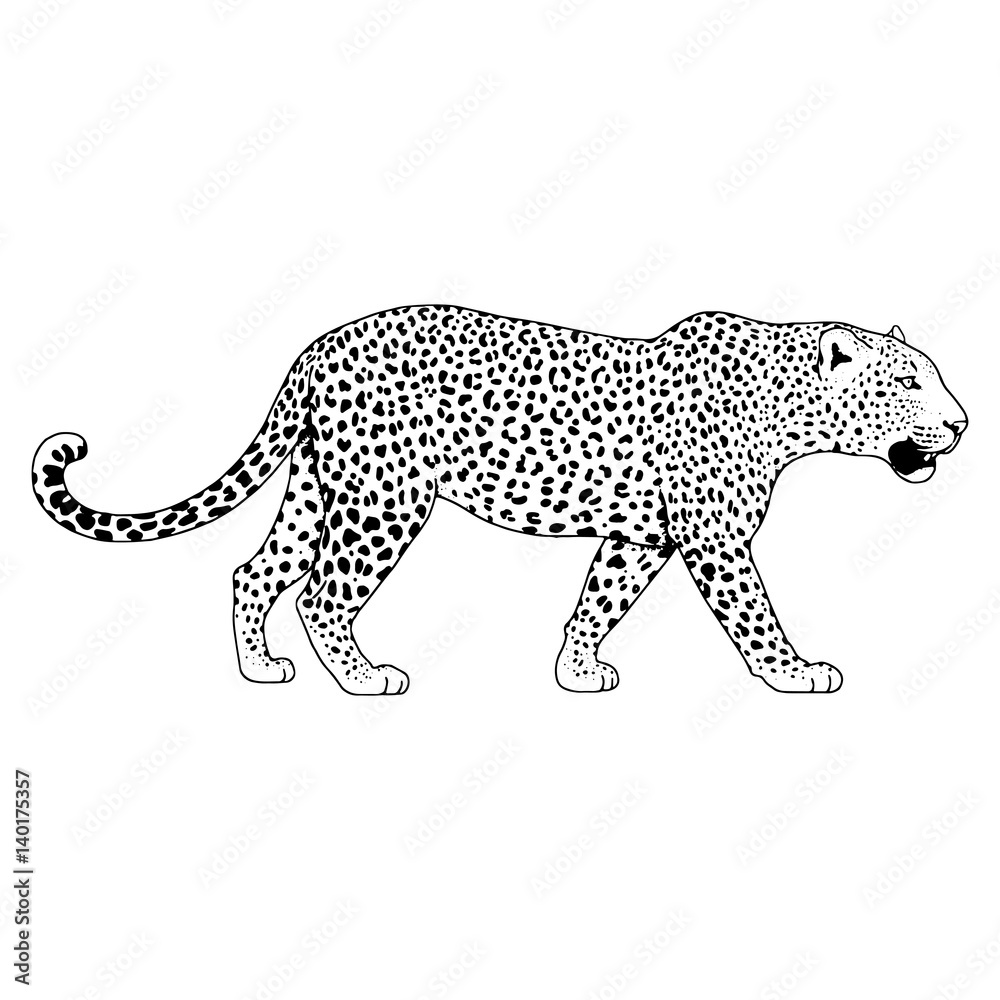 Leopard face tattoo ,Vector illustration, print Leopard face tattoo ,Vector illustration, print