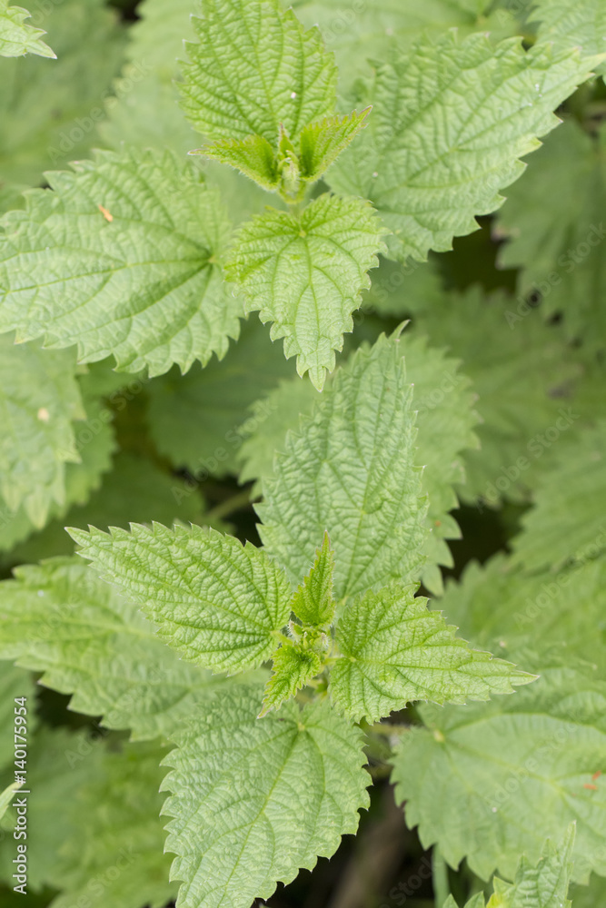 Fresh common Nettle, Urtica dioica, growing in nature. Close up,macro Fresh common Nettle, Urtica dioica, growing in nature. Close up,macro