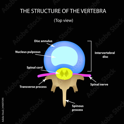 The anatomical structure of the intervertebral disc. Top view. Spine. Infographics. Vector illustration on a black background