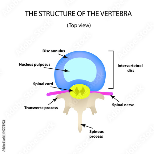 The anatomical structure of the intervertebral disc. Top view. Spine. Infographics. Vector illustration on isolated background