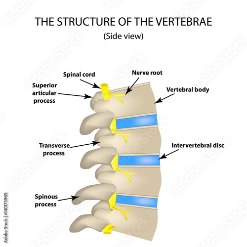 The structure of the spine. Side view. The intervertebral discs. Infographics. Vector illustration on isolated background photo