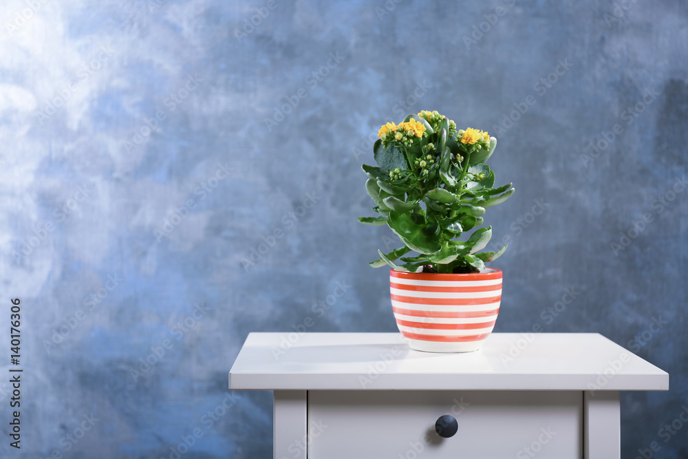 Beautiful kalanchoe plant in pot on grey background Beautiful kalanchoe plant in pot on grey background