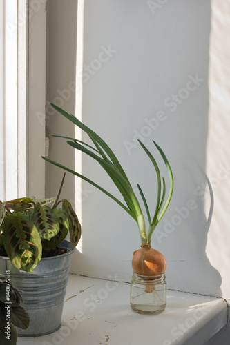 Green onion growing in a glass jar with water on a wooden windowsill at home. Scandinavian home style, simple lifestyle. Home decoration