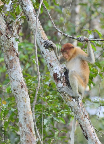 Proboscis Monkey sitting on a tree in the wild green rainforest on Borneo Island. The proboscis monkey (Nasalis larvatus) or long-nosed monkey, known as the bekantan in Indonesia © Uryadnikov Sergey
