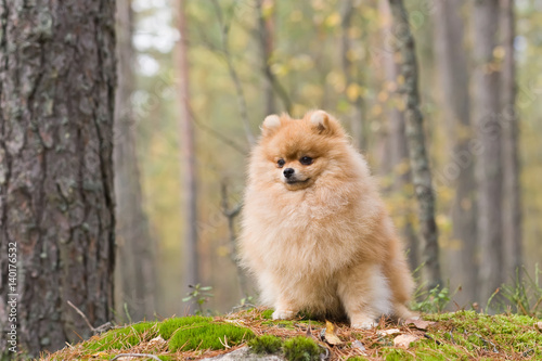 Cute fluffy Pomeranian dog. Red Spitz is in the autumn park.