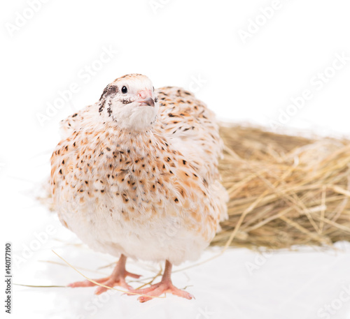 Cute young quail