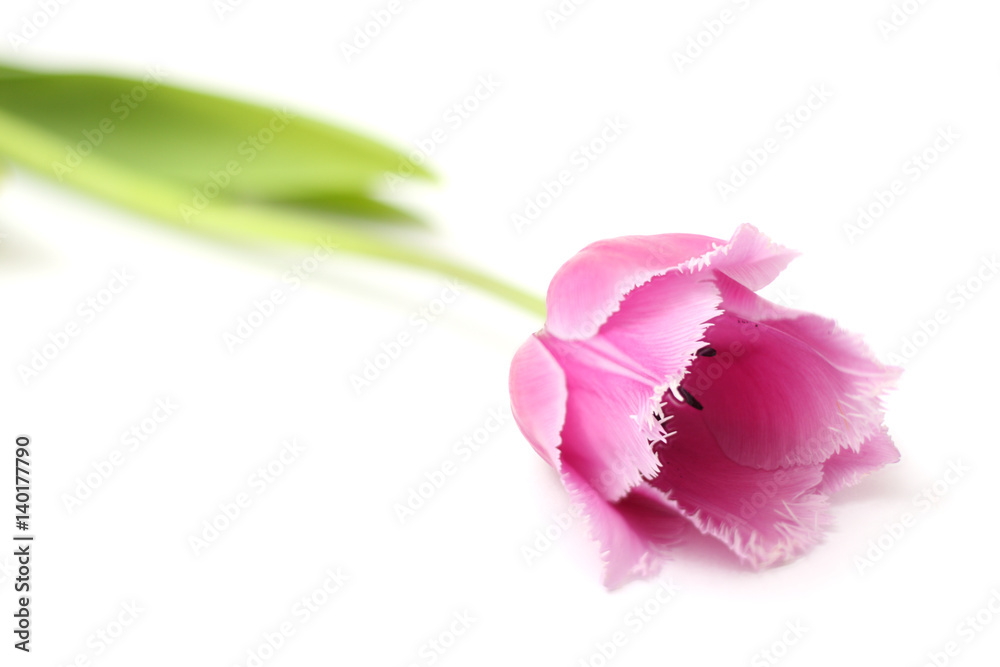 Pink tulip flower isolated on white Pink tulip flower isolated on white