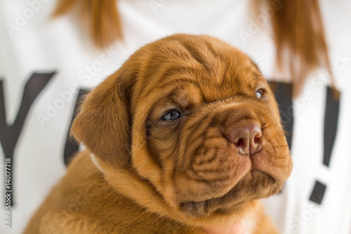 Ppuppy in a woman's hand, closeup. photo