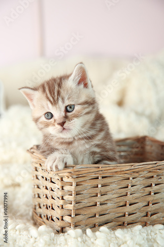 Cute kitten in wicker basket at home