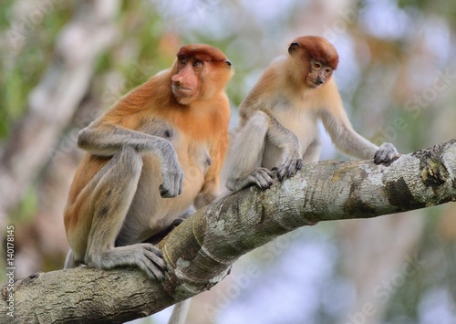 Photography A female proboscis monkey (Nasalis larvatus) with a cub in a native habitat