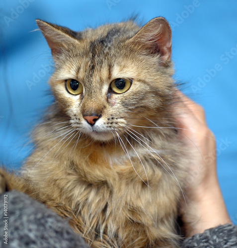 Принти на полотні Fluffy cat on a blue background