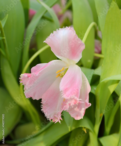 Tulipa Fancy Frills (Fringed Tulip) photo