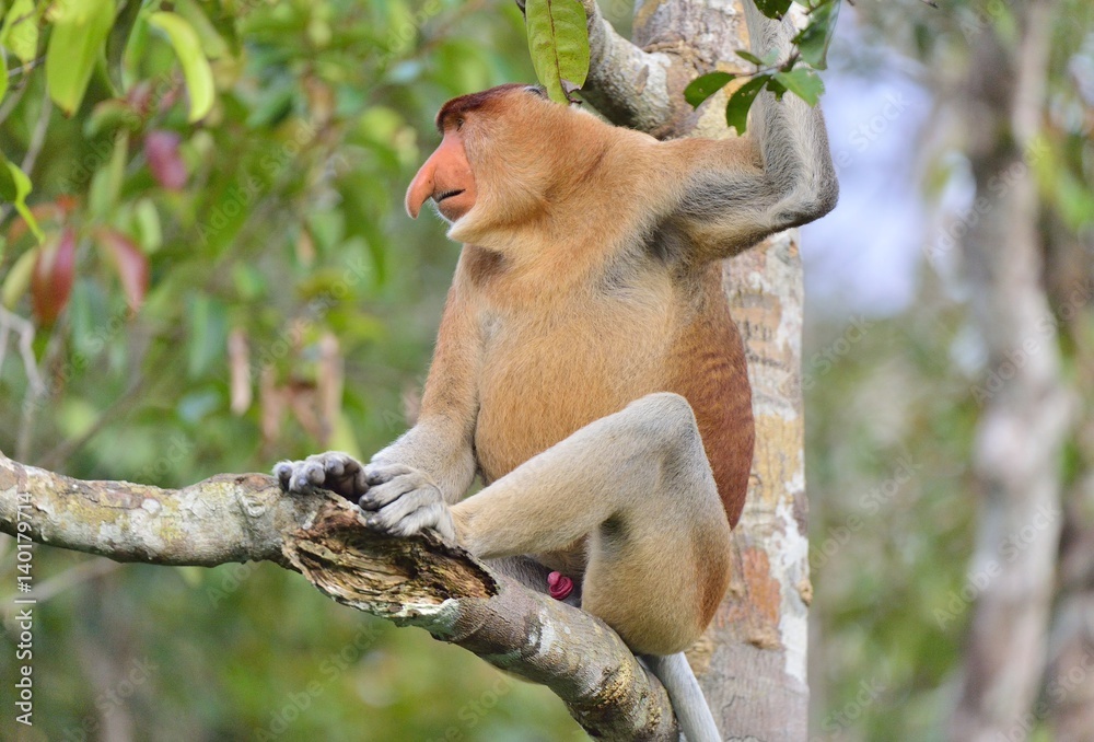 Fototapeta premium Male of Proboscis Monkey sitting on a tree in the wild green rainforest on Borneo Island. The proboscis monkey (Nasalis larvatus) or long-nosed monkey, known as the bekantan in Indonesia