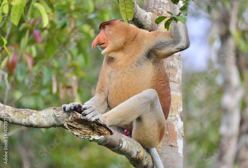 Male of Proboscis Monkey sitting on a tree in the wild green rainforest on Borneo Island. The proboscis monkey (Nasalis larvatus) or long-nosed monkey, known as the bekantan in Indonesia
