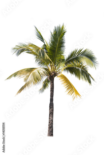 Coconut trees on white background   