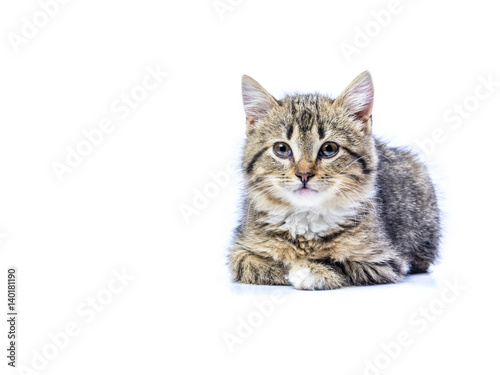 Isolated portrait of a beautiful gray kitten 