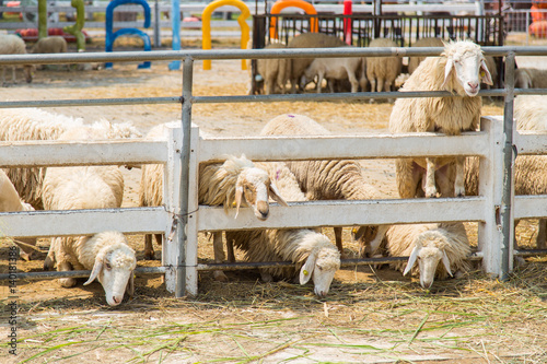 The sheep on a farm outdoor .