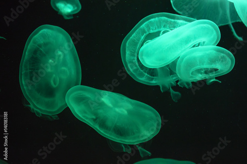 Glowing jellyfish close-up in the aquarium