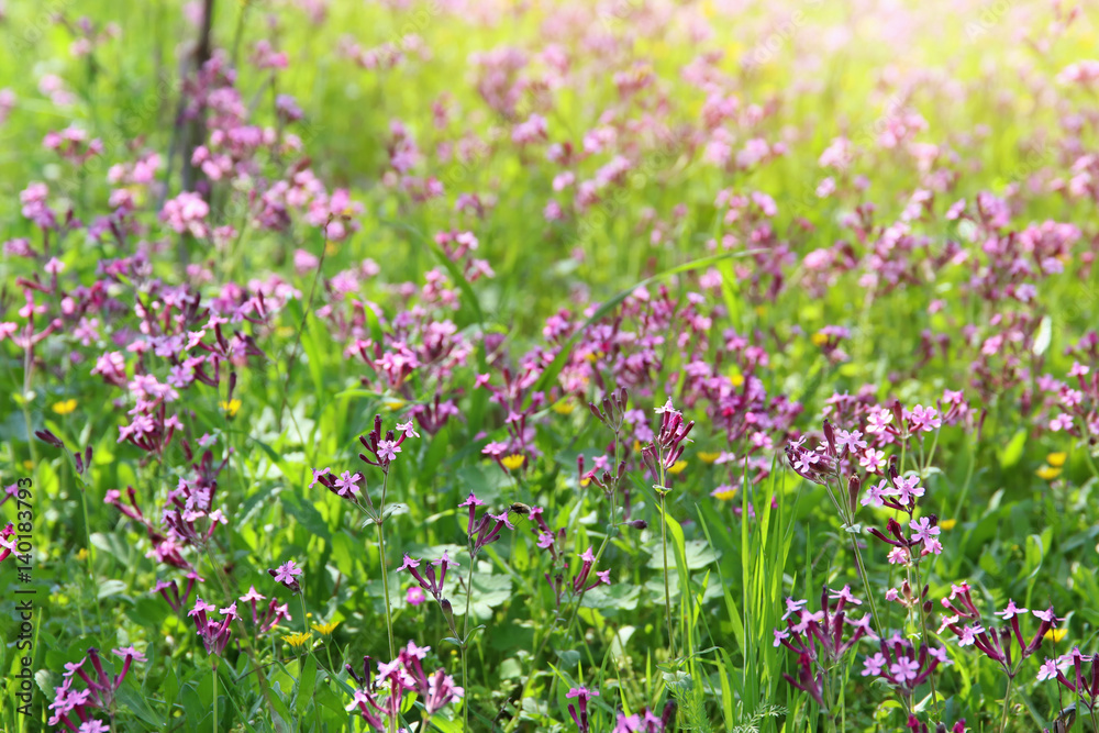 abstract photo of spring meadow with wildflowers