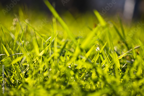 spring close up of colorful green grass in soft sunlight outdoors in vivid colors, nature waking up